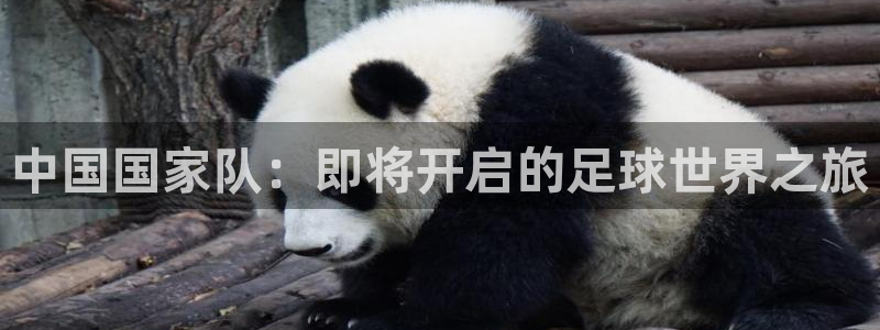 世界杯2026赛程时间表格：中国国家队：即将开启的足球世界之旅