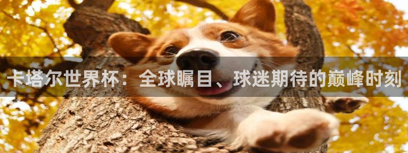 葡萄牙世界杯赛程:卡塔尔世界杯:全球瞩目、球迷期待的巅峰时刻